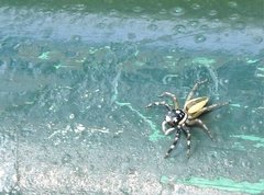 Phintelloides versicolor