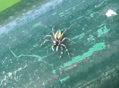 Phintelloides versicolor