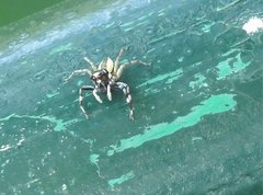 Phintelloides versicolor