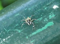 Phintelloides versicolor