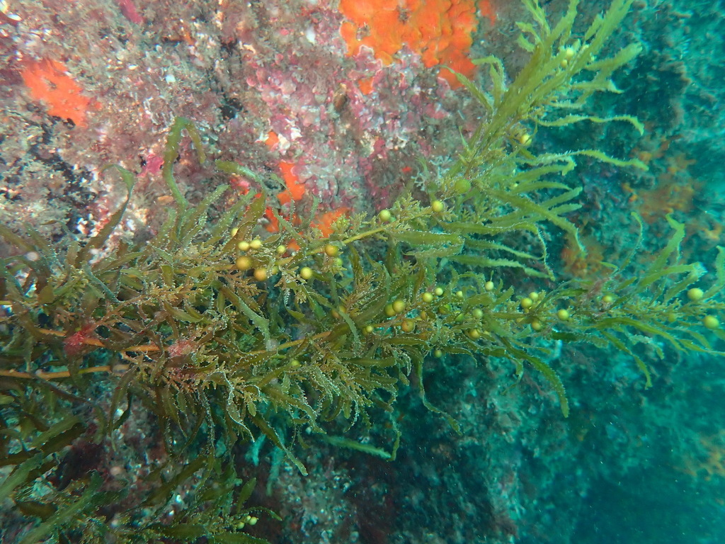 Sargassum flavifolium
