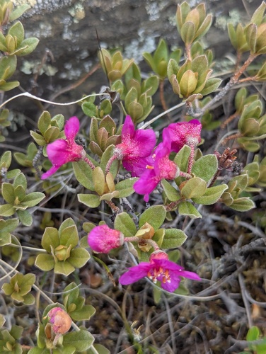 Rhododendron lepidotum, photograph 6
