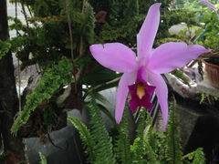 Laelia
