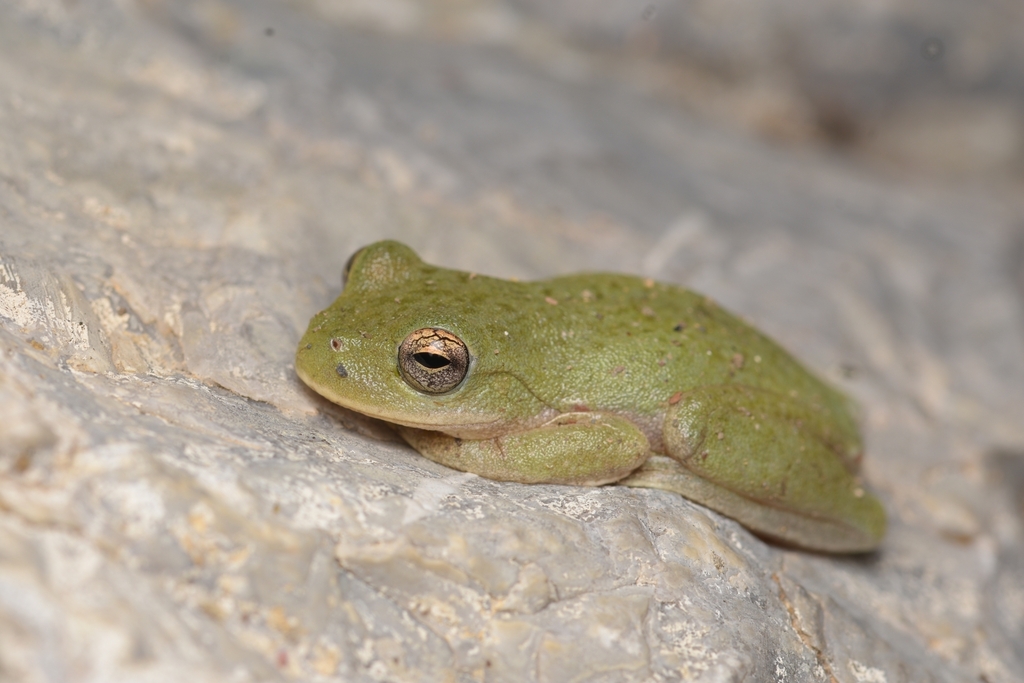 Small-eared Treefrog