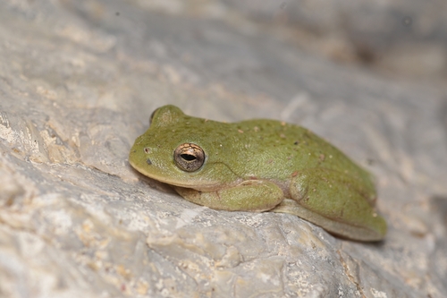 Small-eared Tree Frog