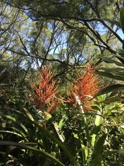 Aechmea blanchetiana