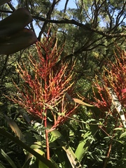 Aechmea blanchetiana