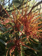 Aechmea blanchetiana