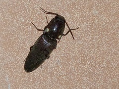 Deilelater physoderus