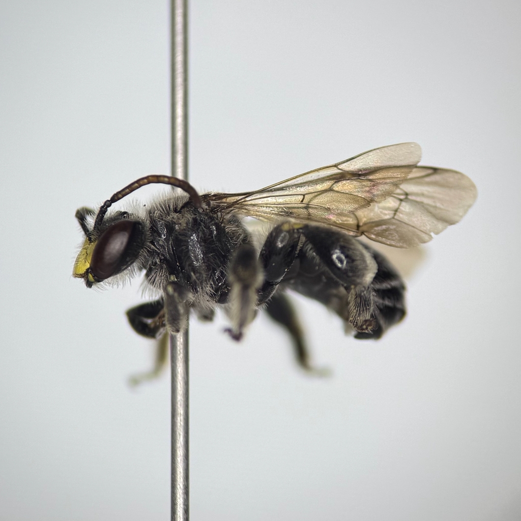 Patellate Yellow Loosestrife Bee