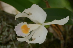 Cattleya gaskelliana