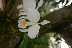 Cattleya gaskelliana