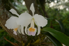 Cattleya gaskelliana