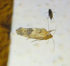 Ponometia libedis