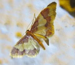 Idaea basinta