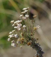 Asteraceae