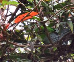 Chlorochrysa nitidissima