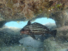 Pareques acuminatus