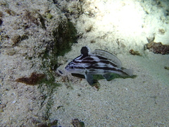 Pareques acuminatus