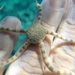 Banded-arm Brittle Star - Photo (c) Rachel Andres-Beck, some rights reserved (CC BY-NC), uploaded by Rachel Andres-Beck