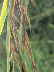 Themeda villosa