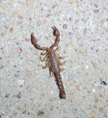 Pseudouroctonus brysoni