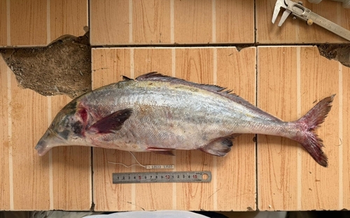 Bottlenose (Mormyrus kannume) — Mormyridae — 2