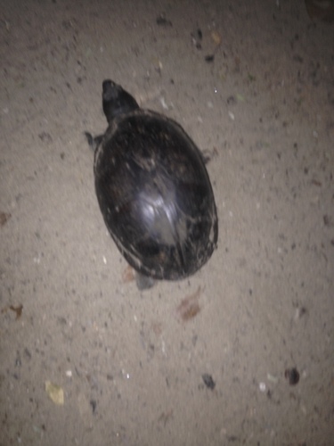 Herrera's Mud Turtle