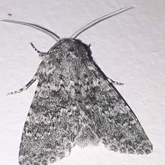 Polymixis flavicincta