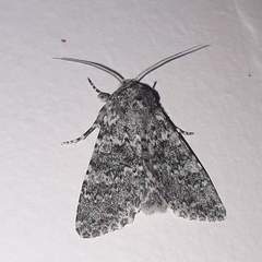 Polymixis flavicincta