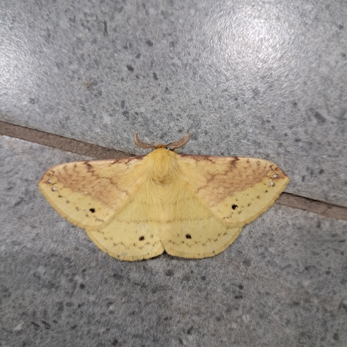 Eupterote undata