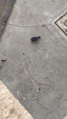 Columba livia domestica