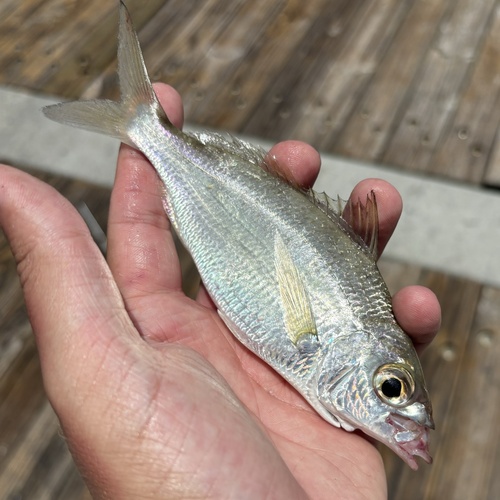 Spotfin mojarra (Eucinostomus argenteus) — Gerreidae — 4