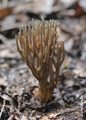 Phaeoclavulina cyanocephala