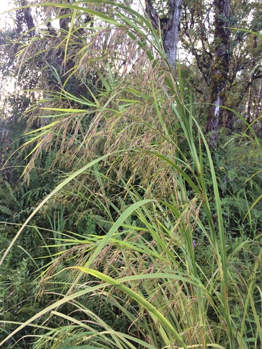 Themeda villosa