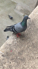 Columba livia domestica