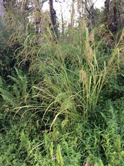 Themeda villosa