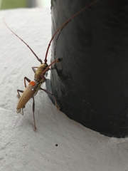 Olenecamptus bilobus