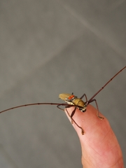 Olenecamptus bilobus