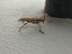 Olenecamptus bilobus