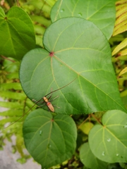Olenecamptus bilobus