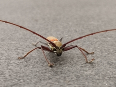 Olenecamptus bilobus
