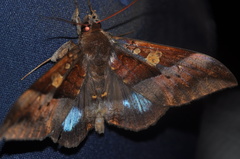 Ischyja hemiphaea