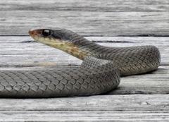 Coluber constrictor latrunculus