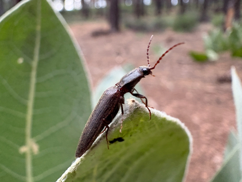iNaturalist observation photo of Click Beetles