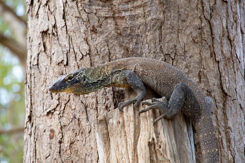 Juvenile Komodo Dragon, Komodo National Park