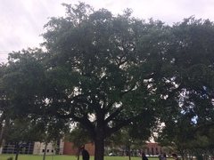 Druon quercuslanigerum