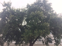 Druon quercuslanigerum