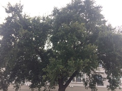 Druon quercuslanigerum