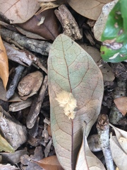 Druon quercuslanigerum